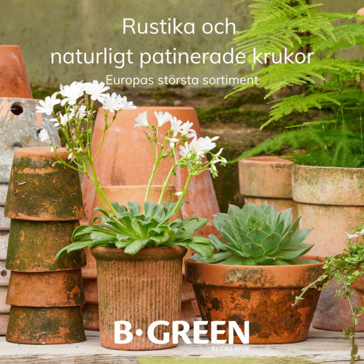 PIXI – B GREEN (SE)